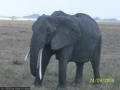 619 papa dickhaut